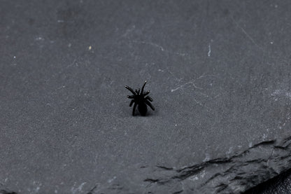 Black Spider Titanium Threadless Earring